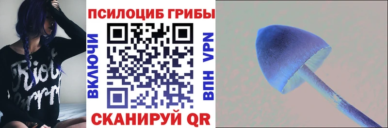 где продают   Адыгейск  Псилоцибиновые грибы мицелий 
